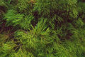 Juvenile foliage