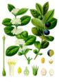 Acokanthera abyssinica