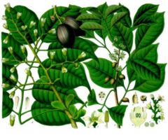 Canarium indicum