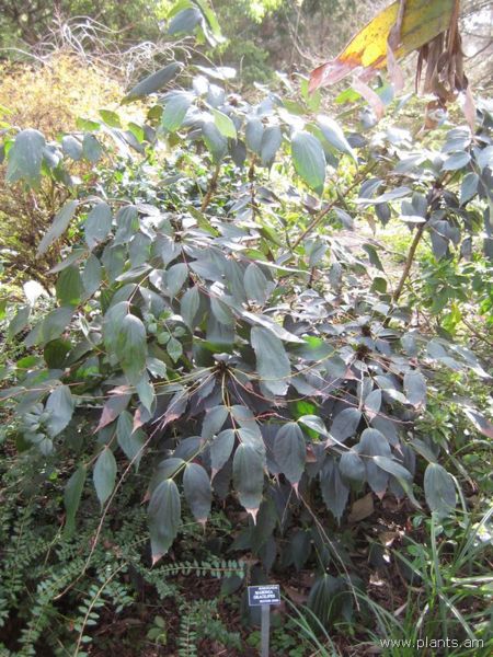 File:Mahonia gracilipes-IMG 7434 sfbg0308.jpg