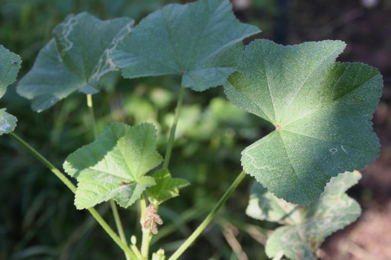 File:Malva neglecta.jpg