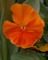 'Delta Pure Deep Orange' Orange cultivar