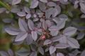 Rosa glauca, leaf detail