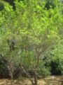 schinus latifolius