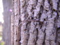 Virginia creeper adhesive Tendril