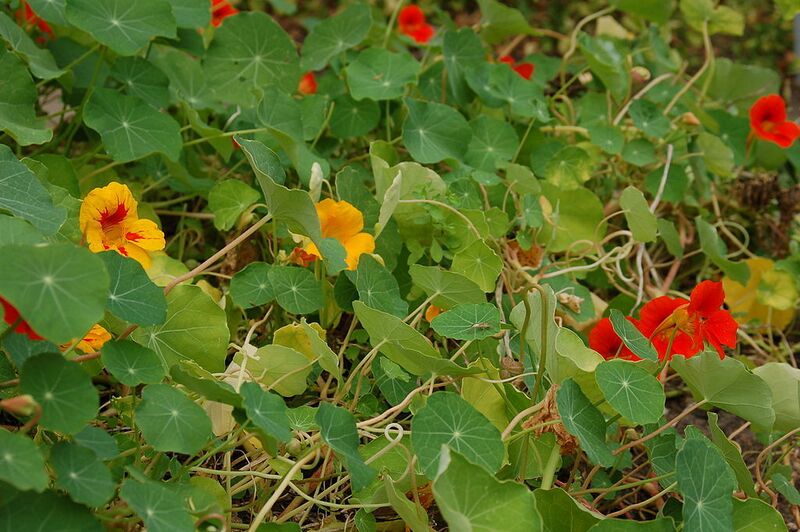 File:1024px-3853 - Tropaeolum majus (Große Kapuzinerkresse).JPG