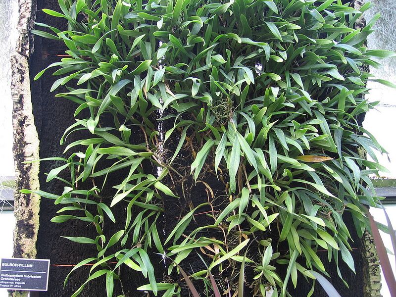 File:1024px-Bulbophyllum imbricatum - JBM.jpg