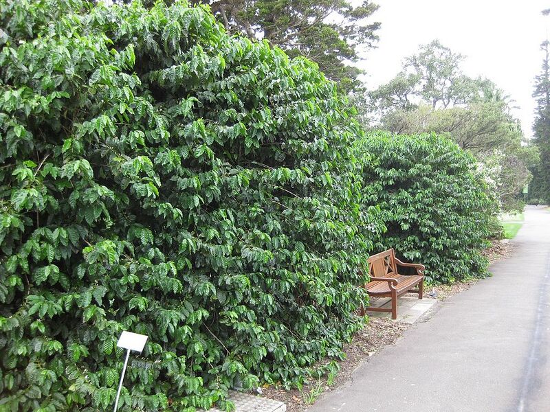 File:1024px-Gardenology.org-IMG 2708 rbgs11jan.jpg