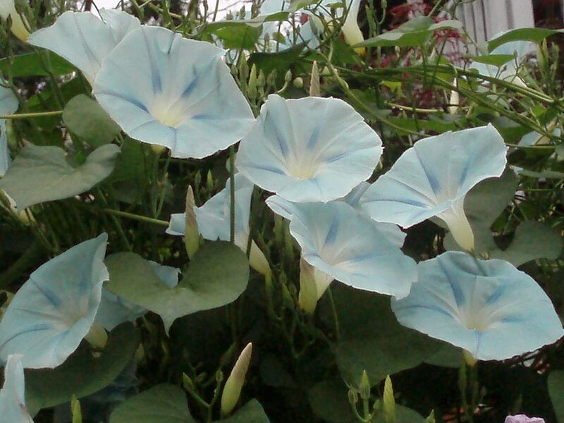 File:1024px-Glorious Morning Glories.JPG