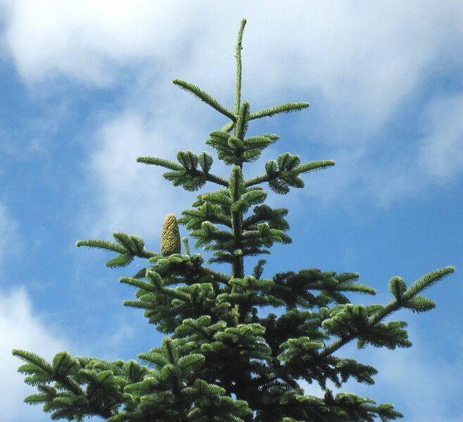 File:1124px-Abies procera1.jpg