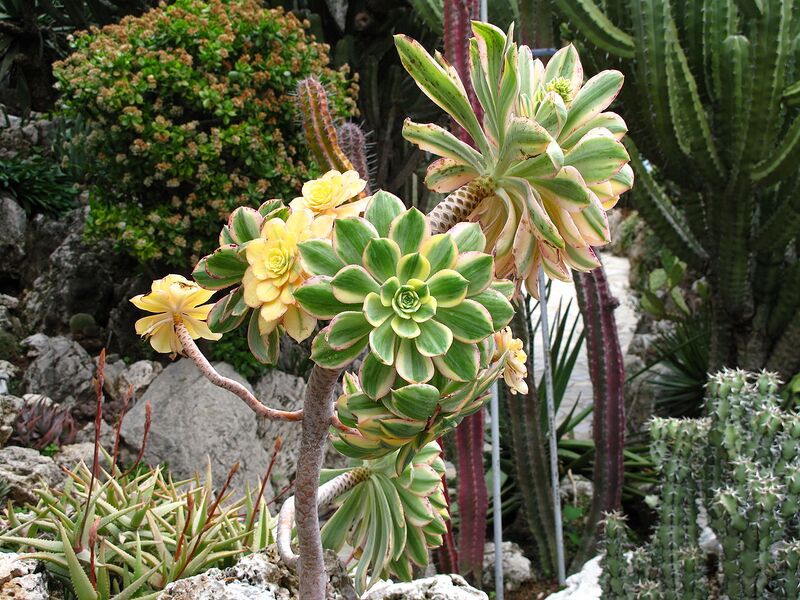 File:1280px-Aeonium arboreum albovariegatum.jpg