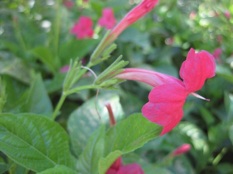 File:1280px-IMG 1925 hunt09oct.jpg