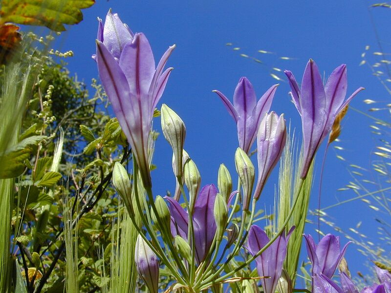 File:1280px-Ithuriels Spear, Triteleia laxa.jpg