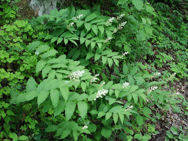File:1280px-Jk-Maianthemum racemosum.jpg