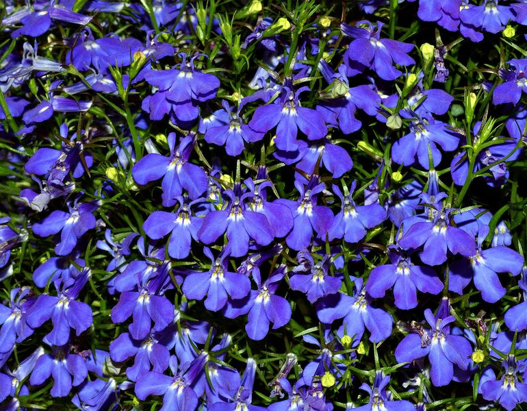 File:1280px-Lobelia (aka).jpg