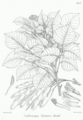 Thumbnail for version as of 10:05, 29 April 2025