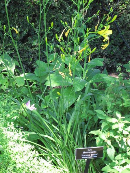 File:576px-IMG 0047 nybg09.jpg