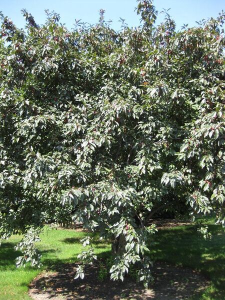 File:576px-IMG 0440 nybg09.jpg