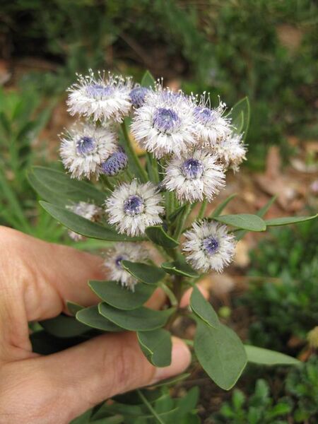 File:576px-IMG 6949 hunt09jun.jpg