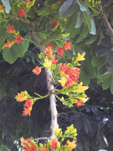 File:576px-IMG 7709 hunt09jun.jpg