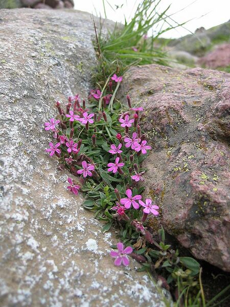 File:768px-Saponaria ocymoides subsp alsinoides.jpg