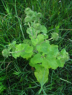Greater Burdock