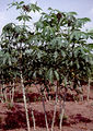 Thumbnail for version as of 16:53, 8 October 2007