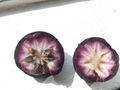 Thumbnail for version as of 15:41, 23 October 2007