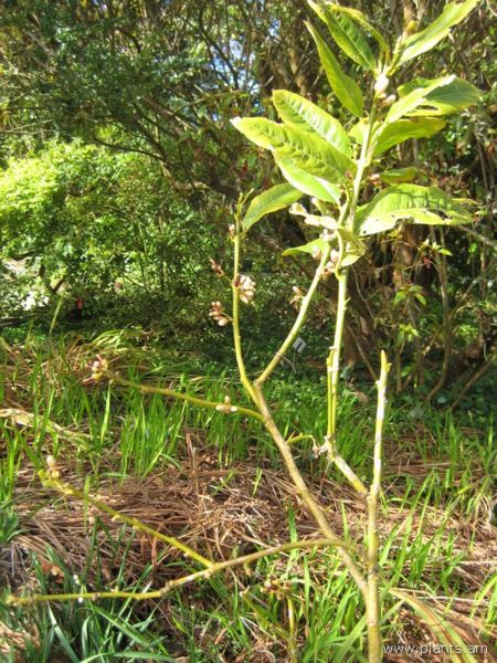 File:Citrus medica-etrog-IMG 7267 sfbg0308.jpg
