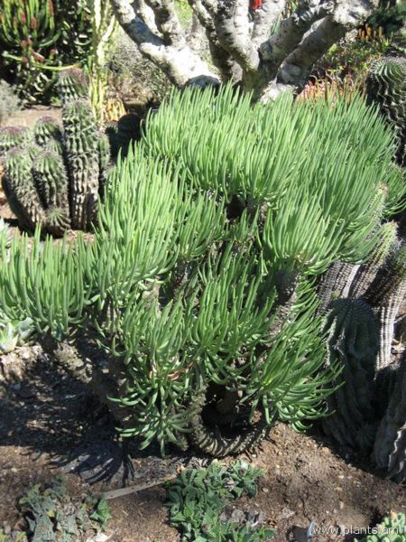 File:Cotyledon wallichii-IMG 0331 hunt07.jpg