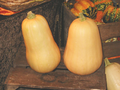 Thumbnail for version as of 17:08, 1 November 2007