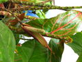 Thumbnail for version as of 16:08, 18 April 2010