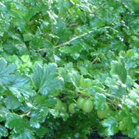 Ribes uva-crispa (gooseberry)
