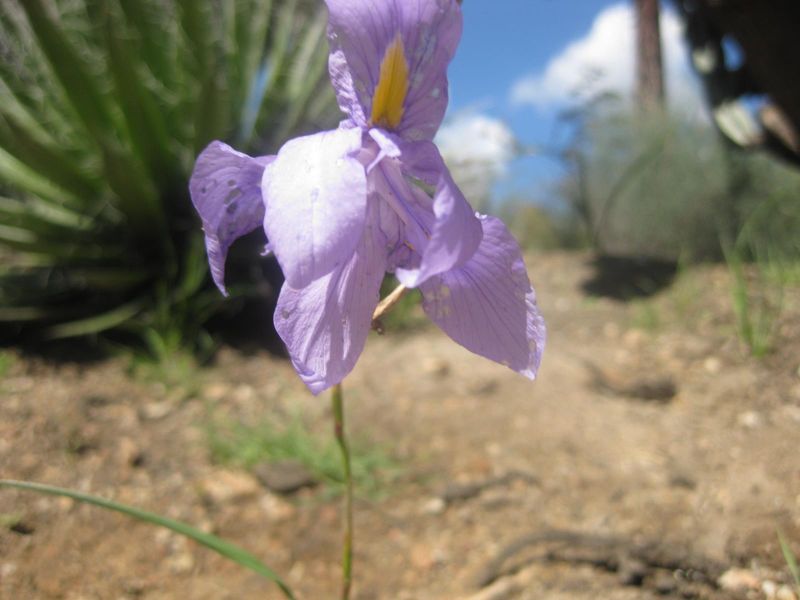 File:IMG 2301 hunt0903.jpg