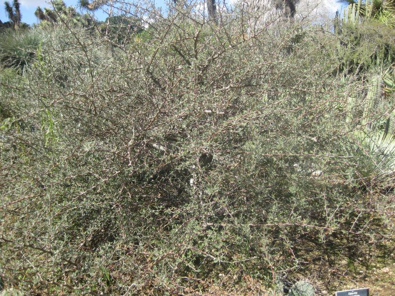 File:IMG 2312 hunt0903.jpg