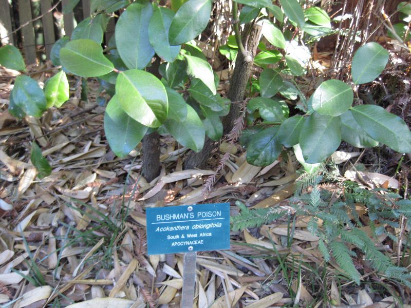 File:IMG 2674 ucla09.jpg