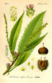 Sweet Chestnut, from Thomé, Flora von Deutschland, Österreich und der Schweiz, 1885