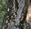 Tree trunk.