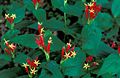 Spigelia marilandica Pinkroot, Indian pink