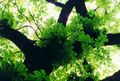 Common Horse-chestnut tree