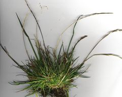 Perennial Ryegrass