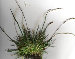 Perennial Ryegrass (Lolium perenne)
