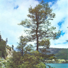 Nothofagus obliqua