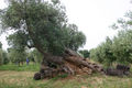 Monumental tree in Apulia Region - Southern Italy