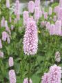 The large-flowered cultivar Persicaria bistorta 'Superba' is grown as an ornamental plant.