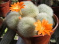 Cactaceae:Rebutia muscula, stem succulent