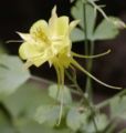 Spurred flower Flower whose petal is modified into a hollow projection, often storing nectar.