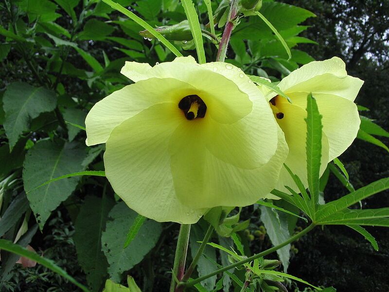 File:1024px-Abelmoschus manihot.jpg