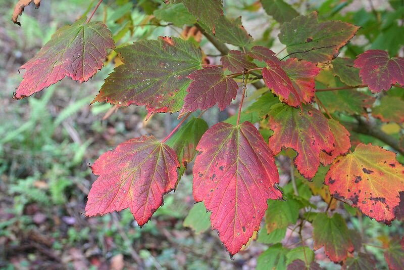 File:1024px-Acer spicatum JPG1L.jpg