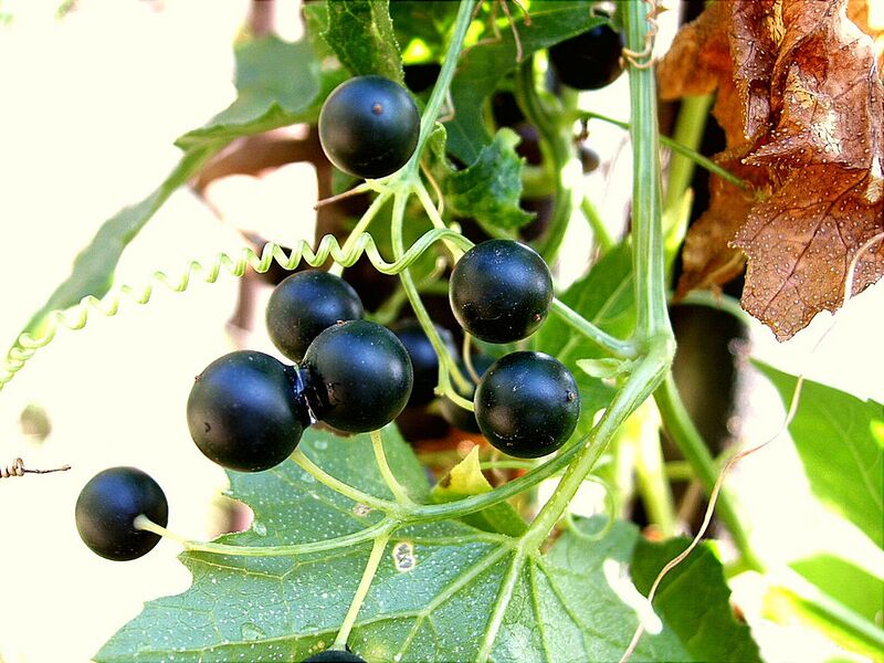 File:1024px-Bryony Berries.jpg